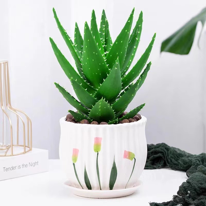 芦荟盆栽室内除甲醛净化空气绿植物办公桌多肉四季好养花卉仙人掌,鲜花速递/花卉仿真/绿植园艺,绿植,淘宝优惠券,粉丝福利购,淘宝优惠卷