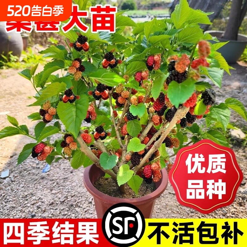 桑葚树苗嫁接无籽大十果桑苗当年结果种植台湾四季长果盆栽白玉