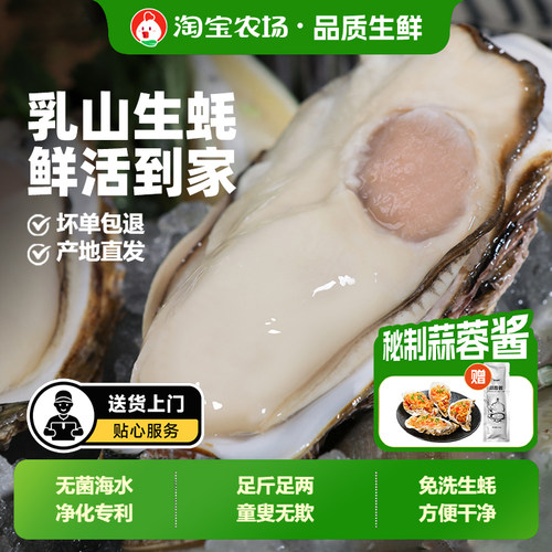 贝司令乳山鲜活免洗生蚝