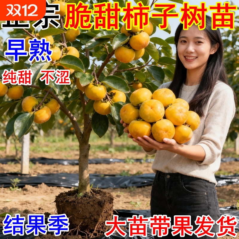盆栽脆甜柿子树苗南方北方种植