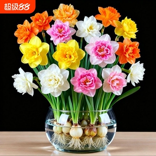 洋水仙花水养盆栽四季开花卉植物室内花绿植水培懒人好养客厅土培