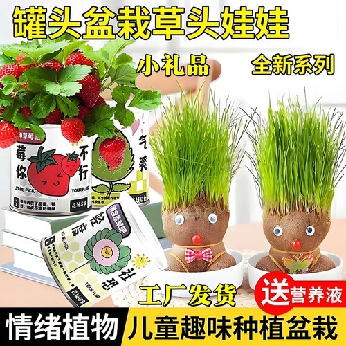 长草娃娃创意室内趣味小盆栽