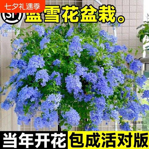 蓝雪花盆栽花卉大苗绿植阳台长好养的鲜花带花庭院花期开花棒棒糖