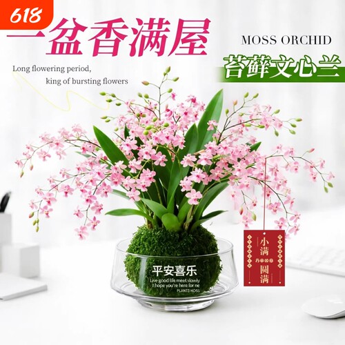 多色可选浓香好养香水文心兰梦香冬带花苞室内可水培耐阴绿植花卉