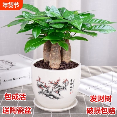 发财树绿植盆栽室内客厅桌面小盆景大发财树苗招财树植物