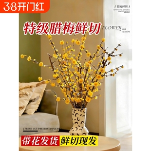 水培植物腊梅花鲜花鲜切花绿植家用插花花卉基地直发花束红梅花期