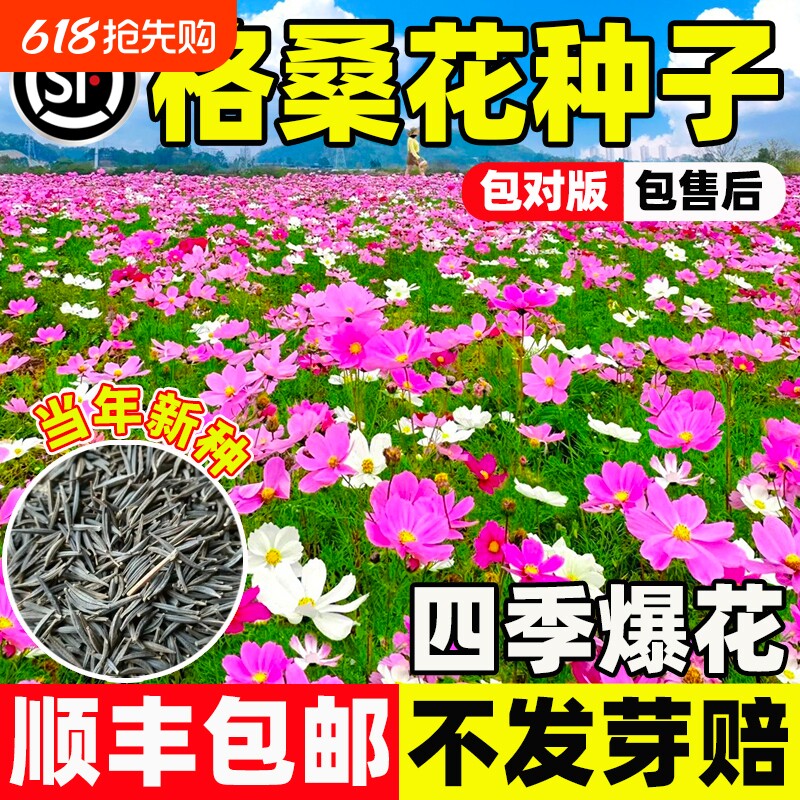 格桑花波斯菊庭院花卉野花组合适合四季播种开花种子牵牛花二月