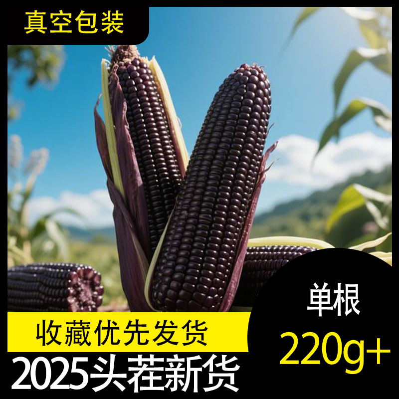 甜糯粘黑糯玉米真空包装优质黑糯玉米