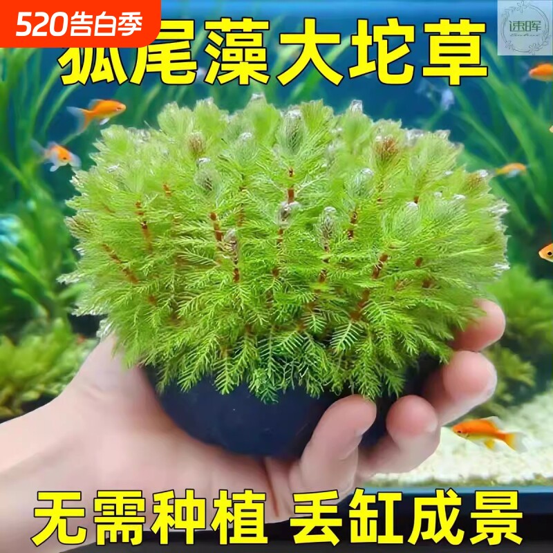 鱼缸沉底淡水草懒人羽毛宝塔坨基绿菊花增氧草缸造景阴性中后景草