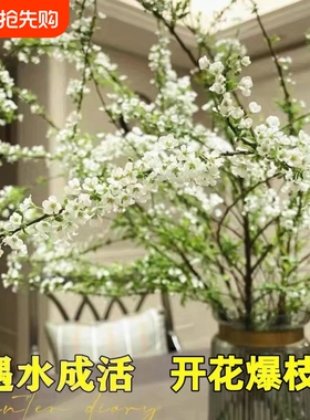 水培雪柳干枝支鲜枝高级水养插花植物鲜花卉室内盆栽绿植龙柳好活
