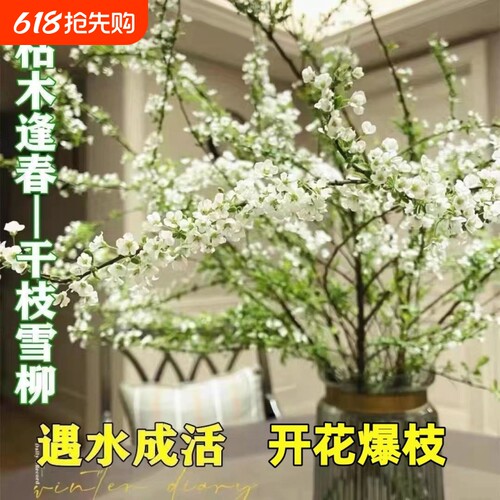 水培雪柳干枝支鲜枝高级水养插花植物鲜花卉室内盆栽绿植龙柳好活