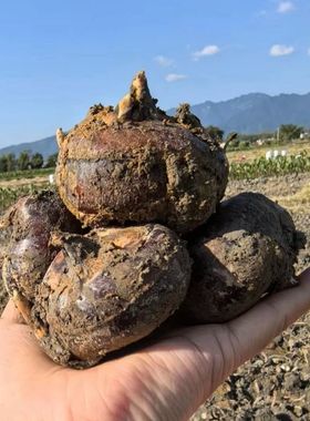 广西农家水田自种新鲜带泥发货马蹄清甜无渣荸荠精选大马蹄果地栗