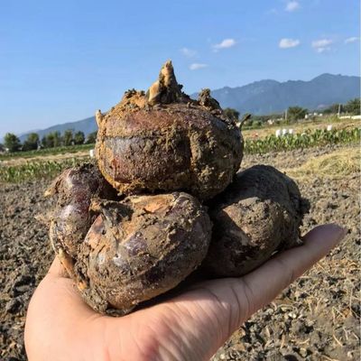 广西农家水田自种新鲜带泥发货马蹄清甜无渣荸荠精选大马蹄果地栗