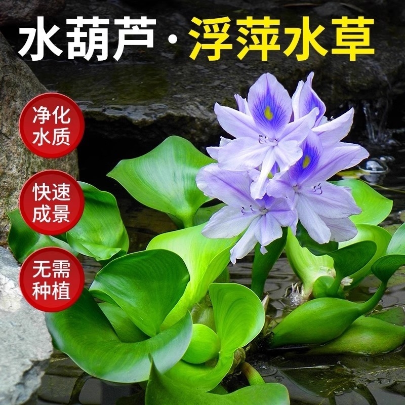 水葫芦水芙蓉水浮莲观赏水生植物鱼池塘鱼缸净化水质增氧造景水草