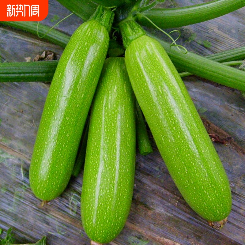 西葫芦种子苗四季盆栽种籽蔬菜春冬季大全瓜孑瓜苗水果爬地高产
