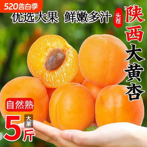 陕西大黄杏子新鲜水果头茬现摘酸甜凯特当季金太阳孕妇整箱包邮