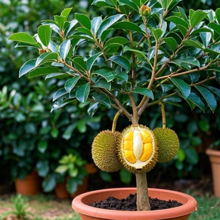 榴莲树苗泰国金枕头榴莲树果苗当年结果猫山王苗南方北方种植水果