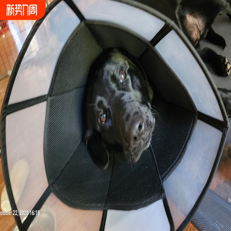 伊丽莎白圈狗狗猫咪耻辱圈宠物大型犬防舔防咬项圈头套绝育脖圈软