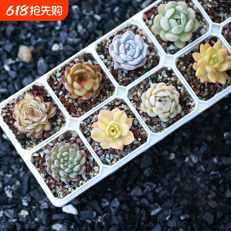多肉植物盆栽花卉带盆土DIY花盆套餐新手组合绿植好养种多肉阳台