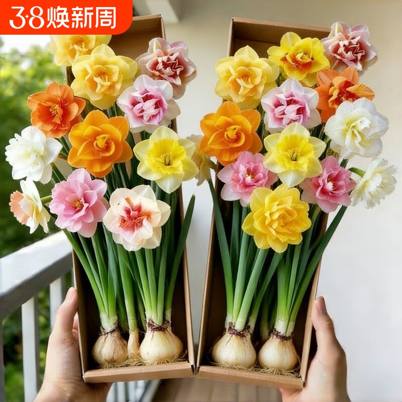 【冬季爆款】重瓣水仙盆栽花卉浓香夜来香晚香耐寒四季开花年宵花