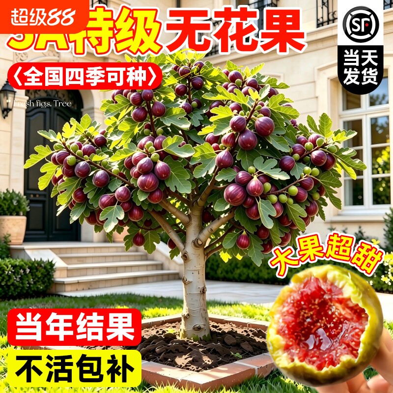 波姬红无花果盆栽当年结果图片