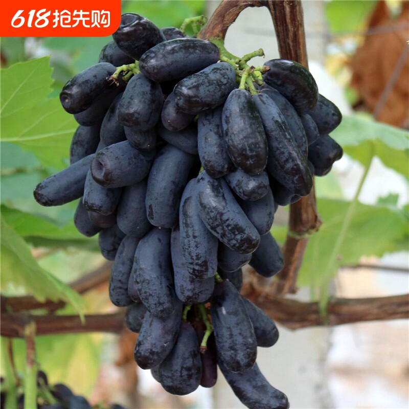 蓝宝石葡萄树果苗阳光玫瑰葡萄苗妮娜寒香蜜巨峰盆栽地栽小苗无籽