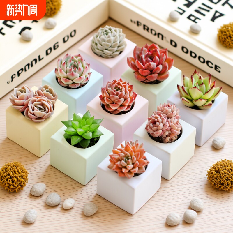 多肉植物彩色小方块花盆桌面花卉绿植组合好养含盆带土室内盆栽