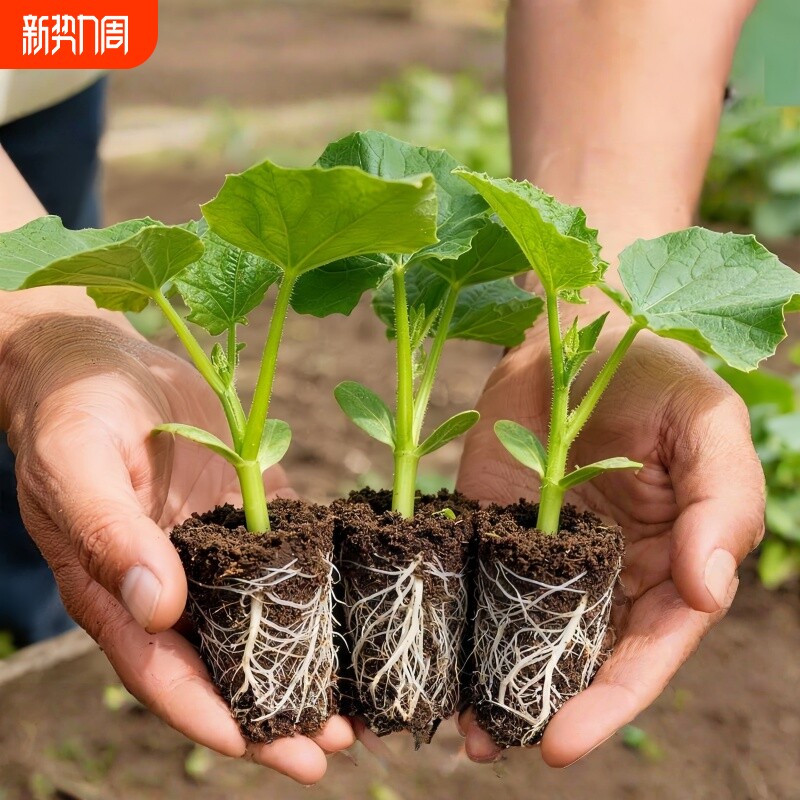 黄瓜苗秧带土四季青瓜种苗高产型蔬菜苗大黄瓜苗老品种水果密刺