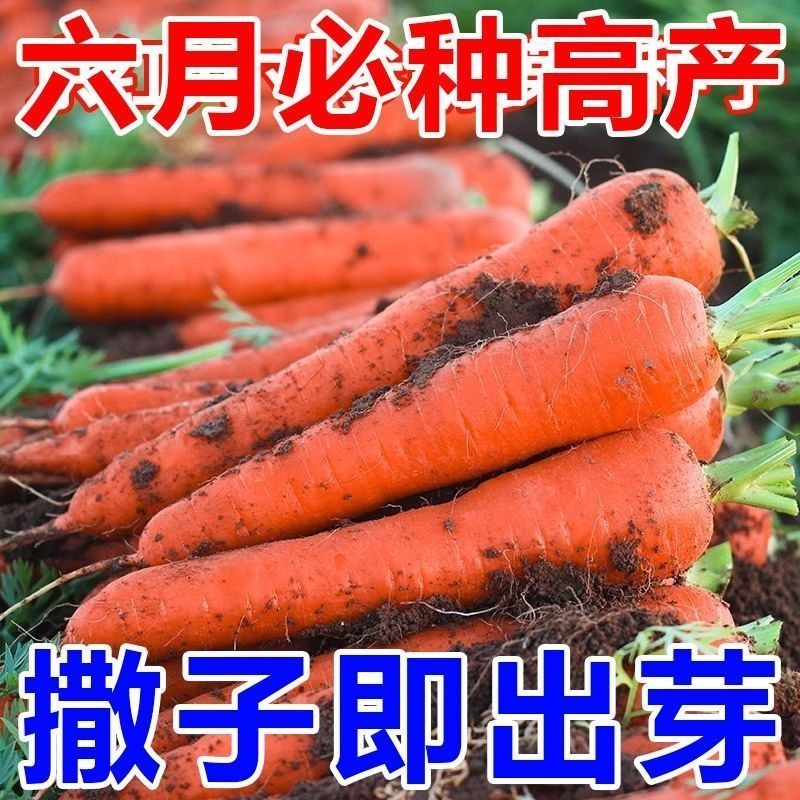 【今年新种】红胡萝卜种子高产九寸三红胡萝卜籽耐热蔬菜种子大全