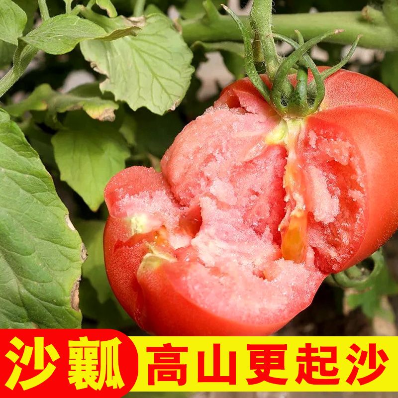 云南高山沙瓤西红柿发8成熟度当季新鲜水果蔬菜天然非普罗旺斯