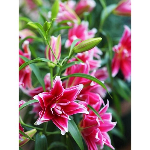 百合种球四季盆栽室内香亚洲百合花种球重瓣大球进口球根室外花卉