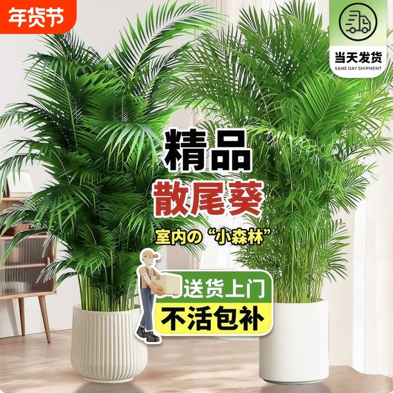 散尾葵植物盆栽客厅大型绿植乔迁送礼办公室盆景凤尾竹天堂鸟植物