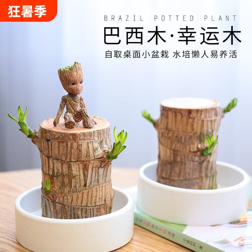 巴西木水养幸运木开花好养绿植室内水培懒人花植物盆栽