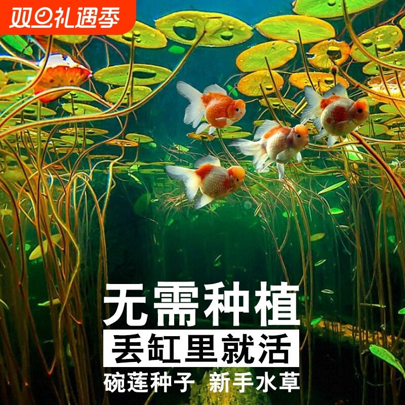 四季速成水草种子水族鱼缸造景活体淡水植物牛毛草水草增氧