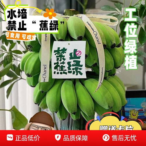 禁止“蕉绿”网红办公室桌面水培小米蕉整串带杆观赏应季水果整箱