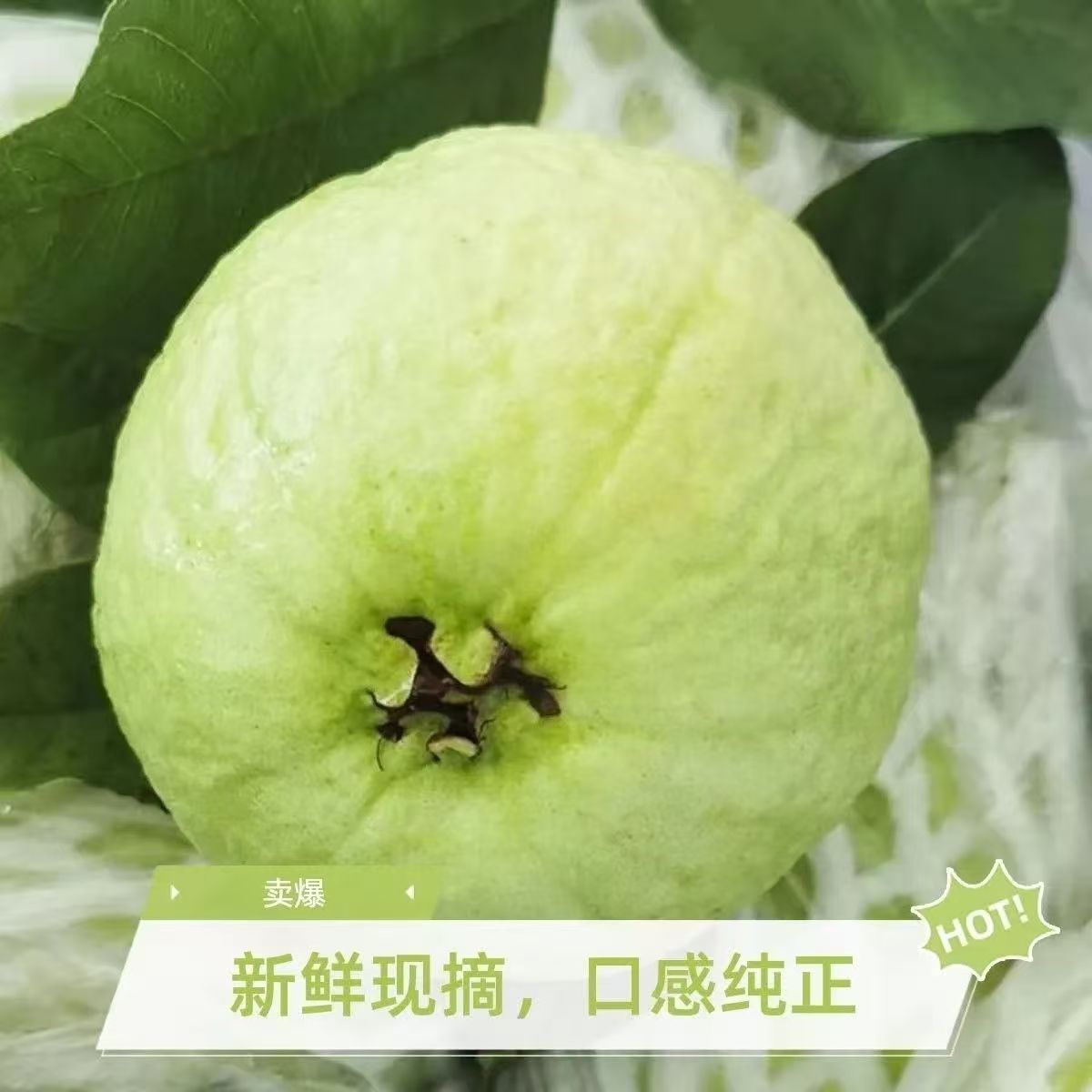 广东白心番石榴清脆甜芭乐低糖低脂水果送礼新鲜现摘现发一整箱