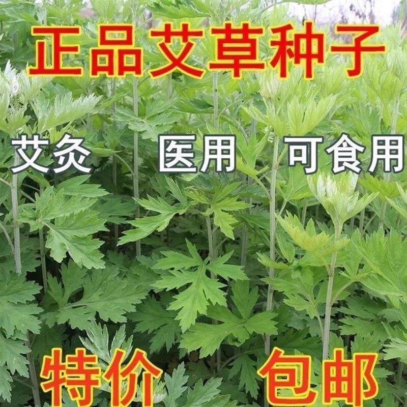艾草种子遏草泡澡艾叶香草四季播食用青团香驱蚊阳台盆栽种子大全图片