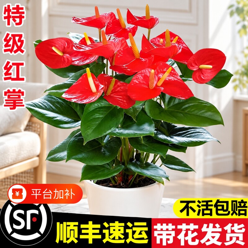 红掌盆栽鸿运当头一帆风顺白掌花卉植物室内好养水培绿植四季开花