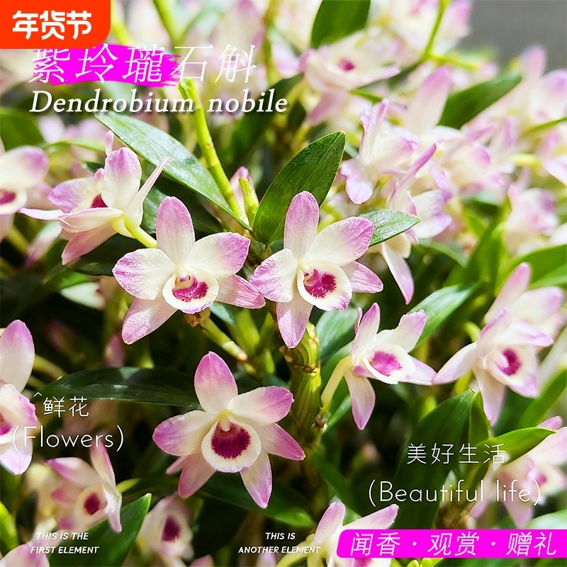 紫玲珑春石斛兰花苗冬带花室内好养水培花卉绿植盆栽开花鲜花阳台