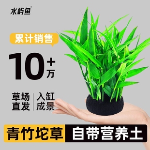 鱼缸坨草水草植物青竹大增氧阴性懒人造景水培水质水罗兰淡水