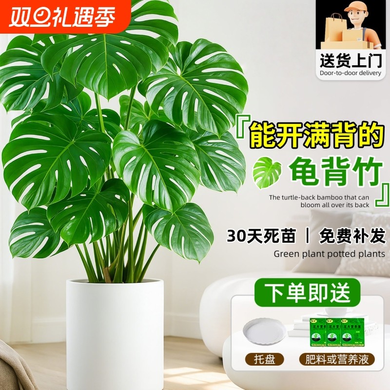 龟背竹客厅大盆栽室内客厅大叶老桩植物电视柜旁边大型绿植落地