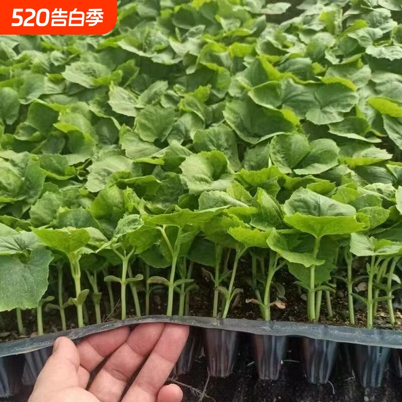 蔬菜苗大全秧苗辣椒茄子番茄黄瓜丝瓜南瓜西瓜苦瓜西葫芦西红柿苗
