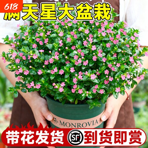 满天星盆栽秋季适合种的花种子植物室内好养四季花卉绿植开花带花