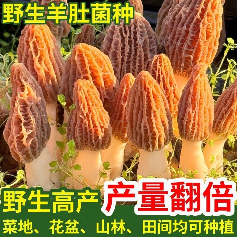 羊肚菌种高产种子居家种植食用菌蘑菇阳台绿植园艺用品花盆菜地