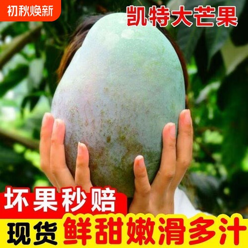正宗四川攀枝花凯特芒当季新鲜超甜大青芒果整箱批发
