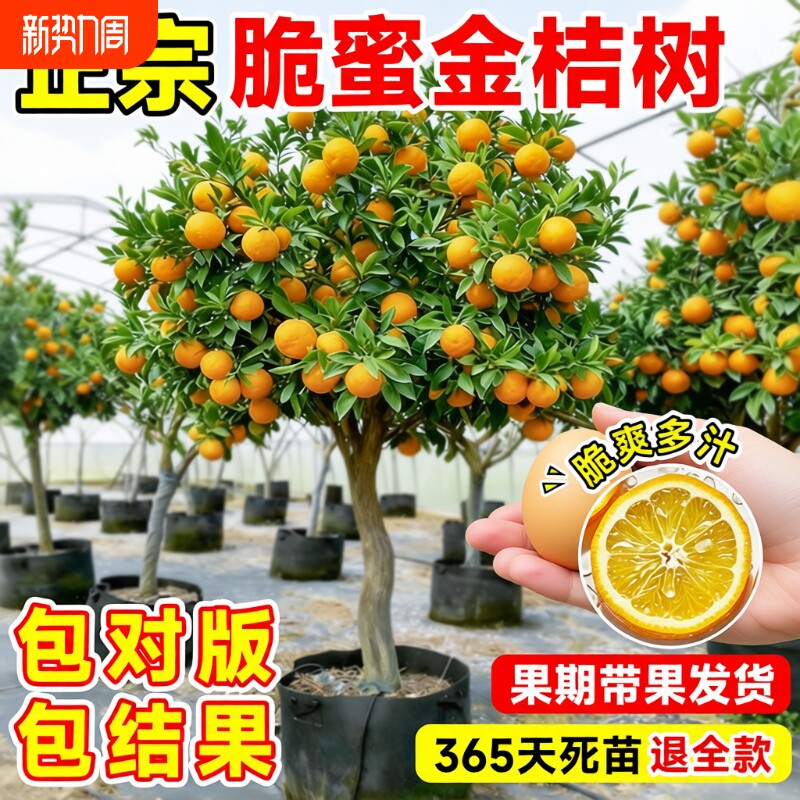 正宗脆皮金桔树树苗带果发当年结果广西橘子树盆栽地栽脆蜜果树