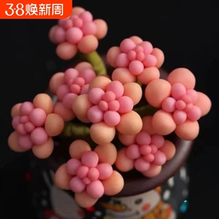 桃蛋群生多头多肉植物山地玫瑰老桩绿植盆栽酒杯耶罗水蜜桃奶酪