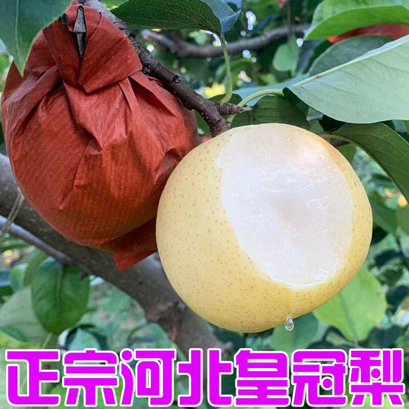 河北皇冠梨新鲜水果梨子皇冠梨清甜多汁酥脆果园直发非雪梨香梨