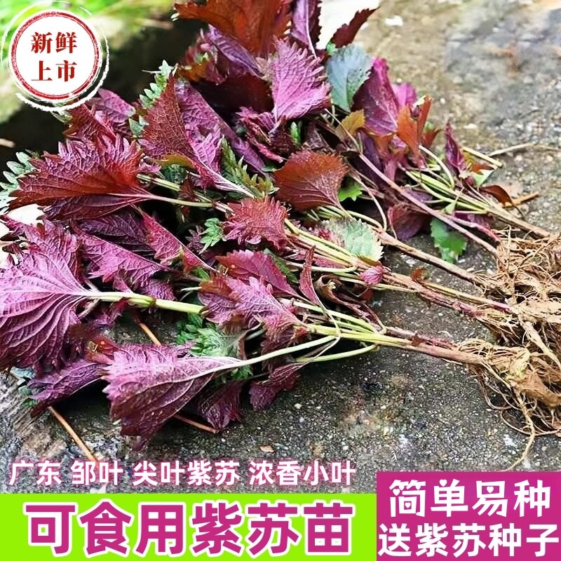广东邹叶鸡冠紫苏苗带土现摘现发紫苏幼苗庭院盆栽可食用阳台新鲜