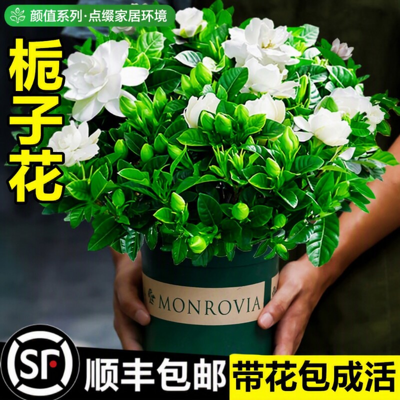 栀子花盆栽花卉绿植植物室内绿萝箩水培茉莉花适合四季好养九里香